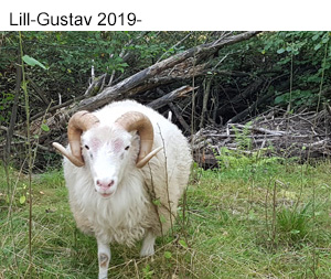 Lill-Gustav 2019-.jpg